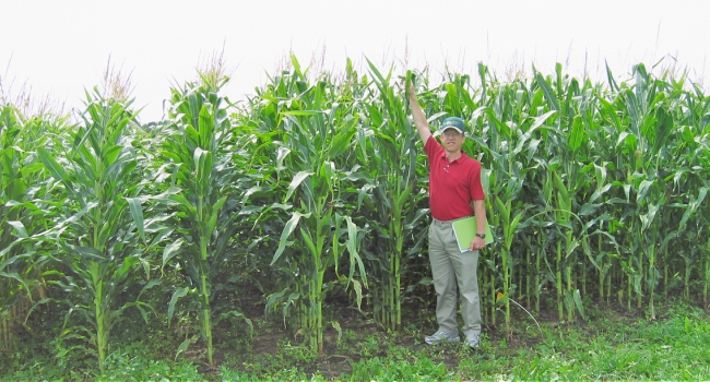This image shows a corn crop made more productive by utilizing a cover crop to improve the soil.